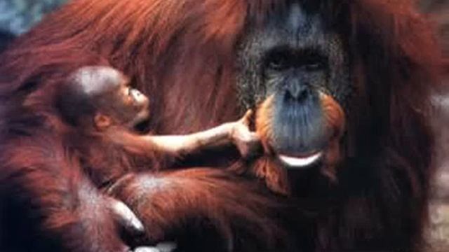 Sumatran orangutan смотреть онлайн