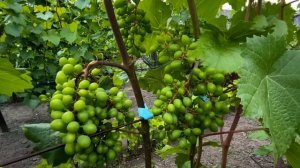 Что делать с ПОБЕГАМИ, которые переросли верх ШПАЛЕРЫ?