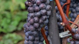 Виноград Черный жемчуг. Полное описание сорта.