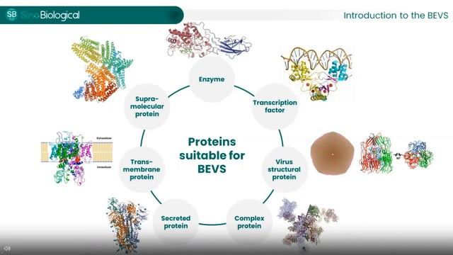 Producing Recombinant Proteins With The Baculovirus Expression Vector System (BEVS)