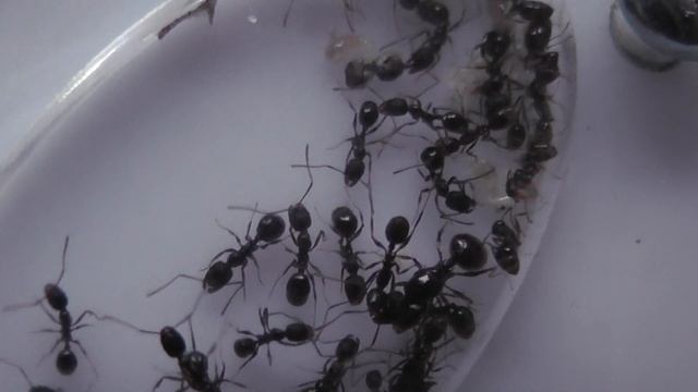 Aphaenogaster colony day 2 смотреть онлайн