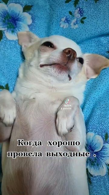 маленькие собаки. чихуа. чихуахуа. смотреть онлайн