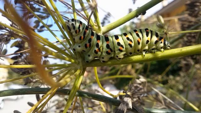 BRUCO MACAONE (papilio machaon) смотреть онлайн