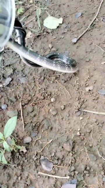 😨भारत का सबसे विशारी सापी मण्यार😱🐍|| India's most dangerous snake Common krait смотреть онлайн