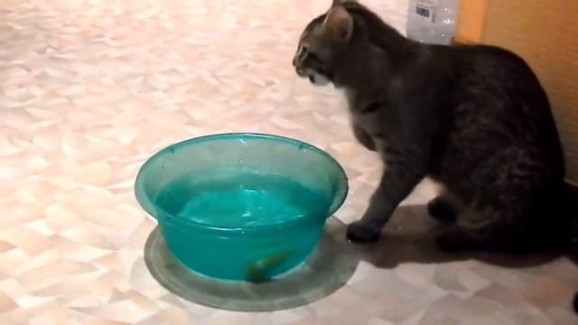 Коты и рыбка от РУССКАЯ ПРИРОДА смотреть онлайн