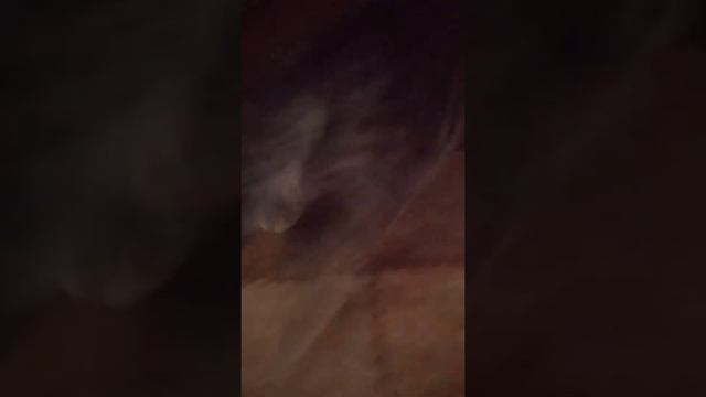 Мой котик играет с мячиком для котов смотреть онлайн