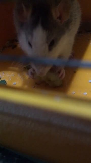 Алиса кушает огурец #крысы #rats #декоративныекрысы #домашниекрысы #сила #крыска #крыса #shorts смотреть онлайн