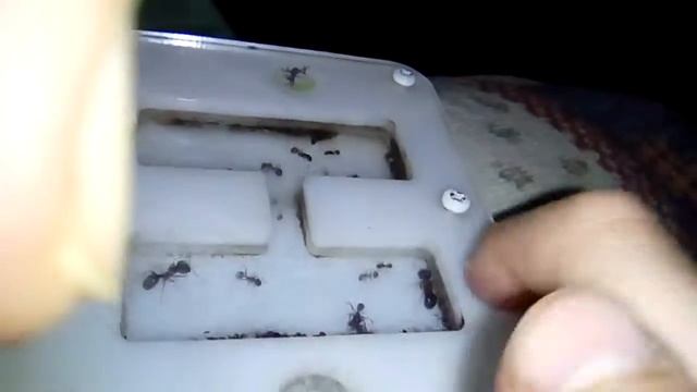 Мои муравьи жрецы вформикарии смотреть онлайн