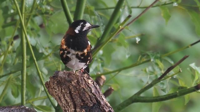 1091218淡水竹圍栗背地鶇（Zoothera dohertyi） смотреть онлайн