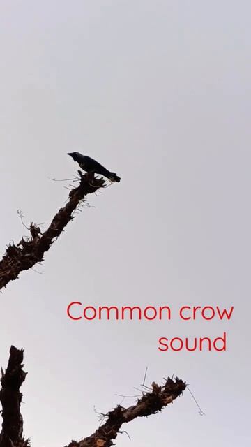 crow sounds #shorts #crow смотреть онлайн