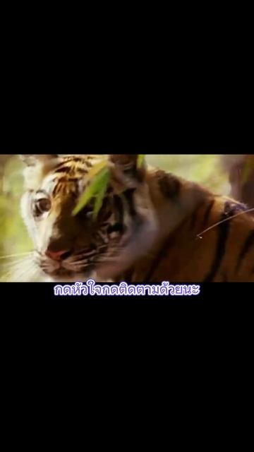 เสือโคร่งแห่งเอเชีย ep.1 смотреть онлайн