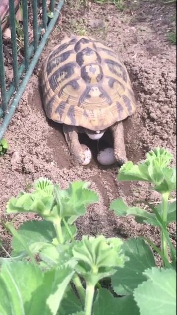 Turtle lays eggs смотреть онлайн