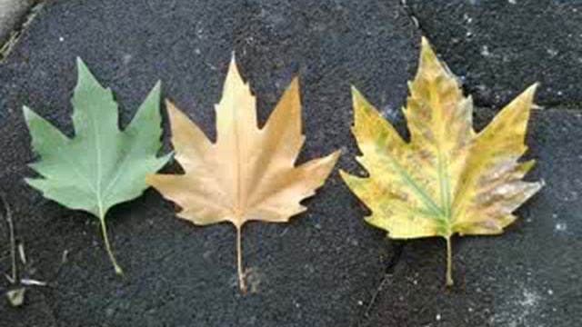 Ney..bana bir aşk masalından şarkılar söyle смотреть онлайн