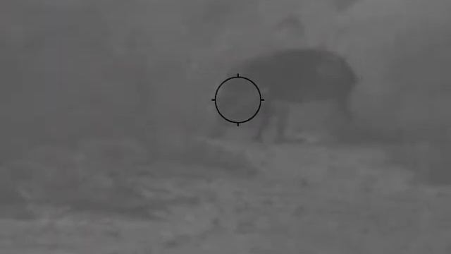 South Texas Javalina Down Pulsar N455 смотреть онлайн