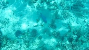 Голубой псевдобалист. Красное море. Шарм-эш-Шейх. Шаркс-Бей. 2024