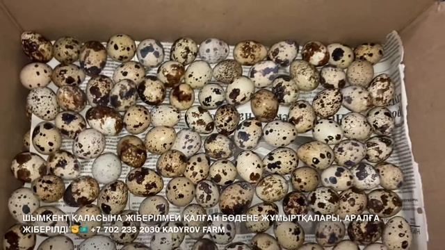 ШЫМКЕНТ ҚАЛАСЫНА ЖІБЕРІЛМЕЙ ҚАЛҒАН БӨДЕНЕ ЖҰМЫРТҚАЛАРЫ, АРАЛҒА ЖІБЕРІЛДІ ✊🇰🇿 смотреть онлайн