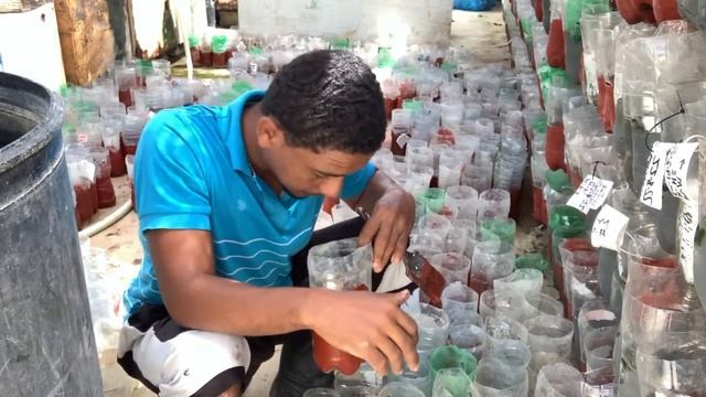 Por que pintamos los pote que utilizamos para echar bettas смотреть онлайн