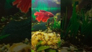 Рыбка петушок строит "гнездо"