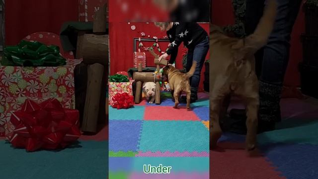 Aurora & Tindrah 3rd annual international trick dog competition 2021 Task 5 смотреть онлайн