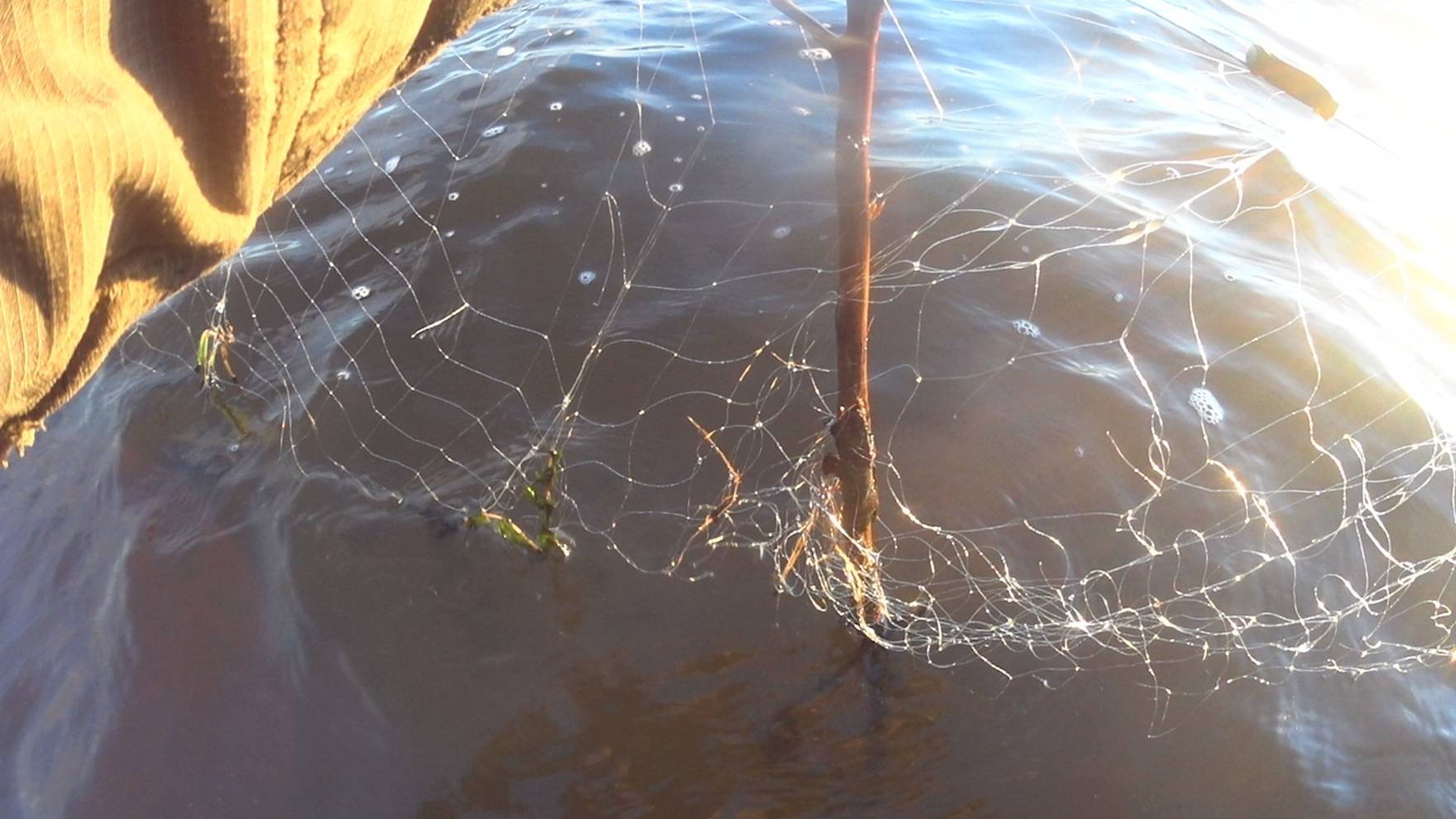 Она снова появилась Здоровая Рыба Лепёха! Shortsvideo смотреть онлайн