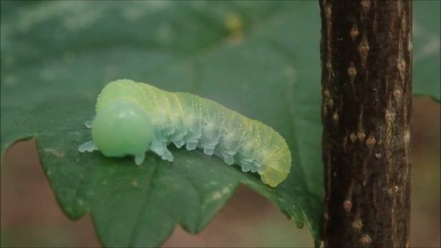 Large alder sawfly (Cimbex connatus) Larvae смотреть онлайн