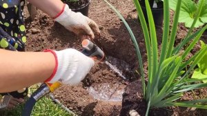 Как сделать клумбу НЕПРЕРЫВНОГО ЦВЕТЕНИЯ из многолетников