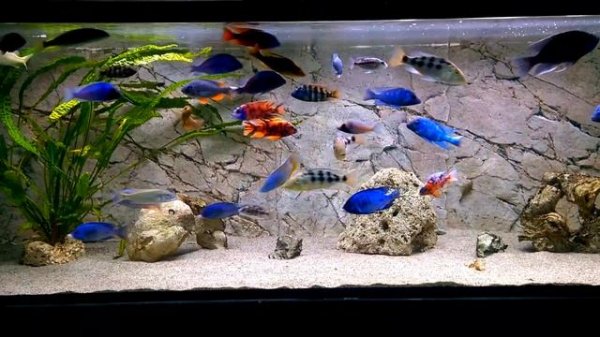 Malawi aquarium Augo 720l