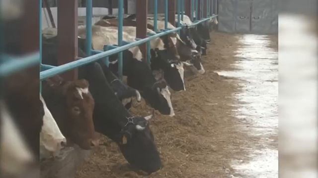 Успешная ферма А Маркеева смотреть онлайн