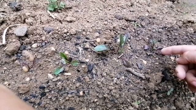 Mon Jardin Potager حديقة المنزل