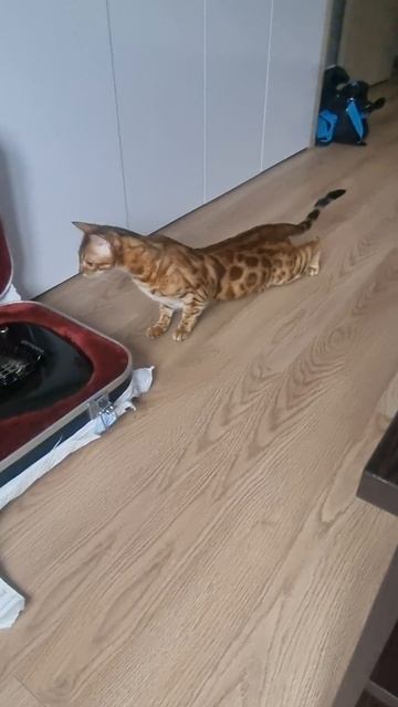 Реакция кошки на Ibanez Joe Satriani смотреть онлайн