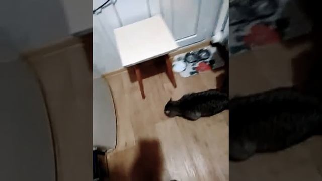 Милли и кото вещи. смотреть онлайн