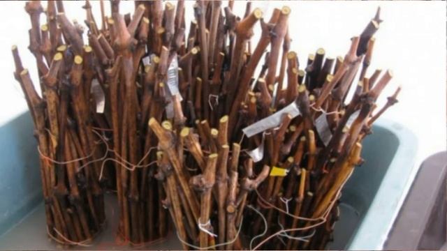Укоренение черенков винограда в квартире./Rooting grape cuttings in the apartment.