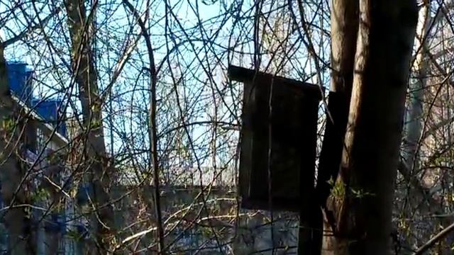 Синички в скворешнике смотреть онлайн