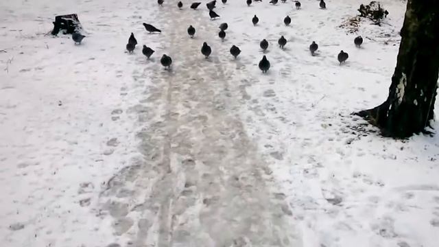 Голуби идут смотреть онлайн
