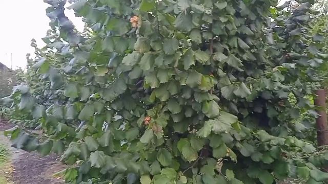 фундук КОСФОРД урожай 2022