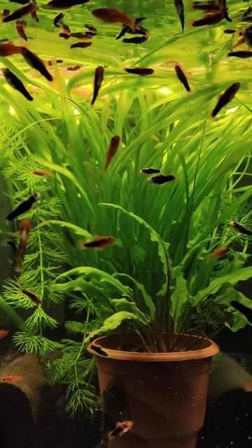 Что делать с высокой валиснерией в аквариуме? смотреть онлайн