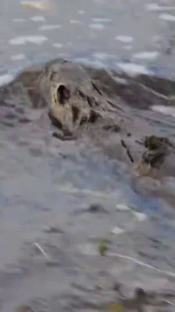 The impact of beavers 🦫 #shorts #nature #youtubeshorts #shortsclip #youtubegrowth смотреть онлайн