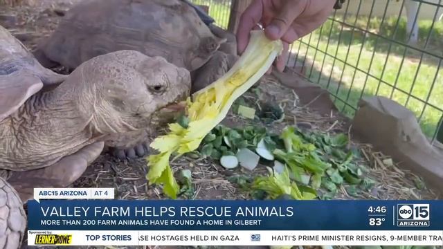 Gilbert's Home Sweet Home Animal Sanctuary Cares For Hundreds Of Farm Animals