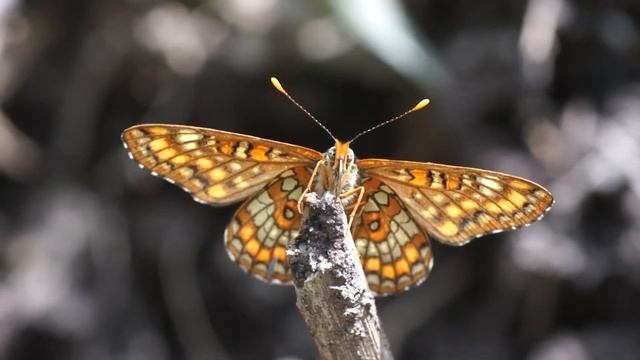 Hnědásek osikový - Euphydryas maturna смотреть онлайн