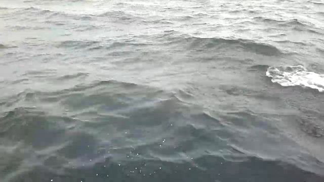 Dauphins GROIX (nautilus club) смотреть онлайн