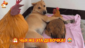 Курица пришла понежиться к Псу и начались разборки с Петухом ❣️🤗😂