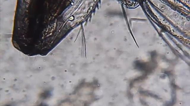 Mosquito Larva смотреть онлайн