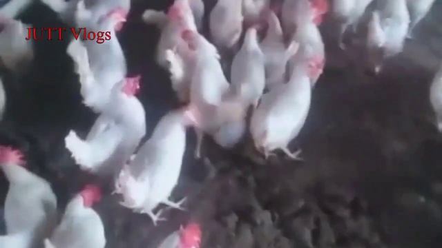 Egg laying layer starter chickens for sale | خوشخبری🎉 انڈے دیتی لیئر سٹاٹر مرغیاں فار سیل | смотреть онлайн