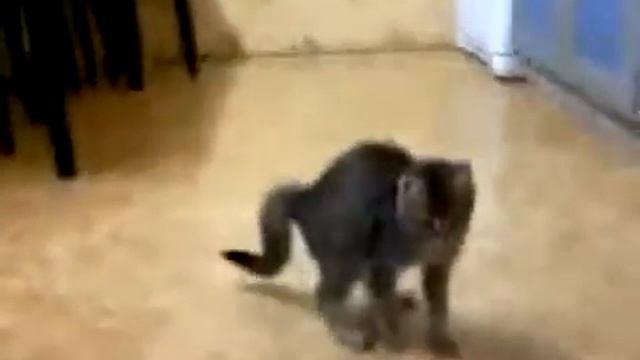 Танцы котёнка.mp4 смотреть онлайн