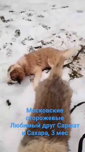 Любимый друг Сармат и Сахара смотреть онлайн