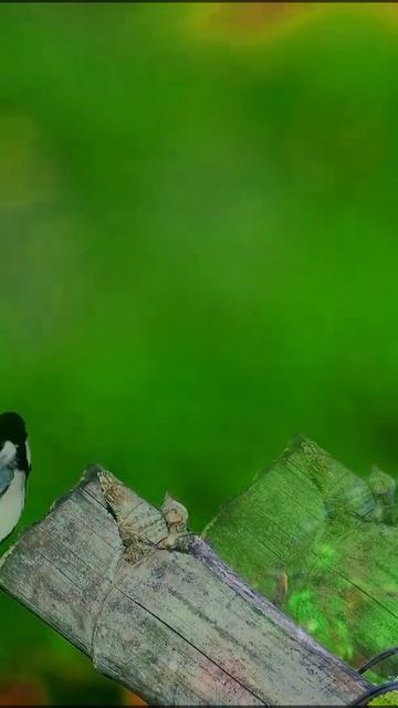 “Life doesn’t come with a manual; it comes with a mother”❤️©Cinereous tit 🐦 #cinereoustit #titbird смотреть онлайн