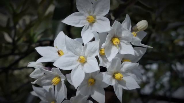 Fleurs De Mon Jardin смотреть онлайн
