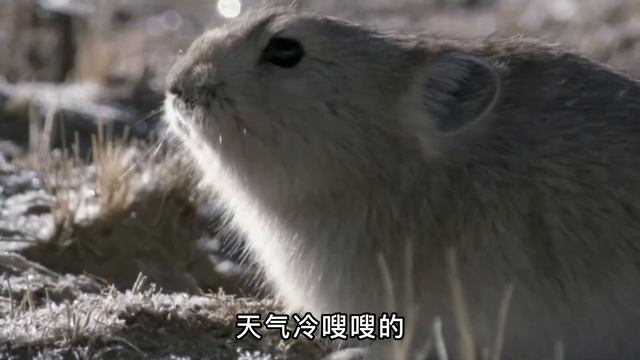 因顏值低走紅的「藏狐」：反正在高原沒人看見，我就隨便長長咯 смотреть онлайн
