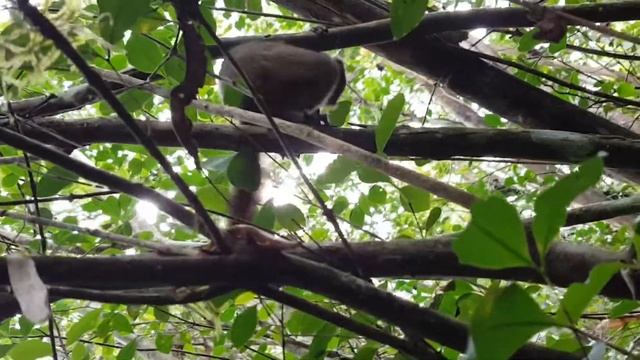 Curious lemur. Madagascar смотреть онлайн