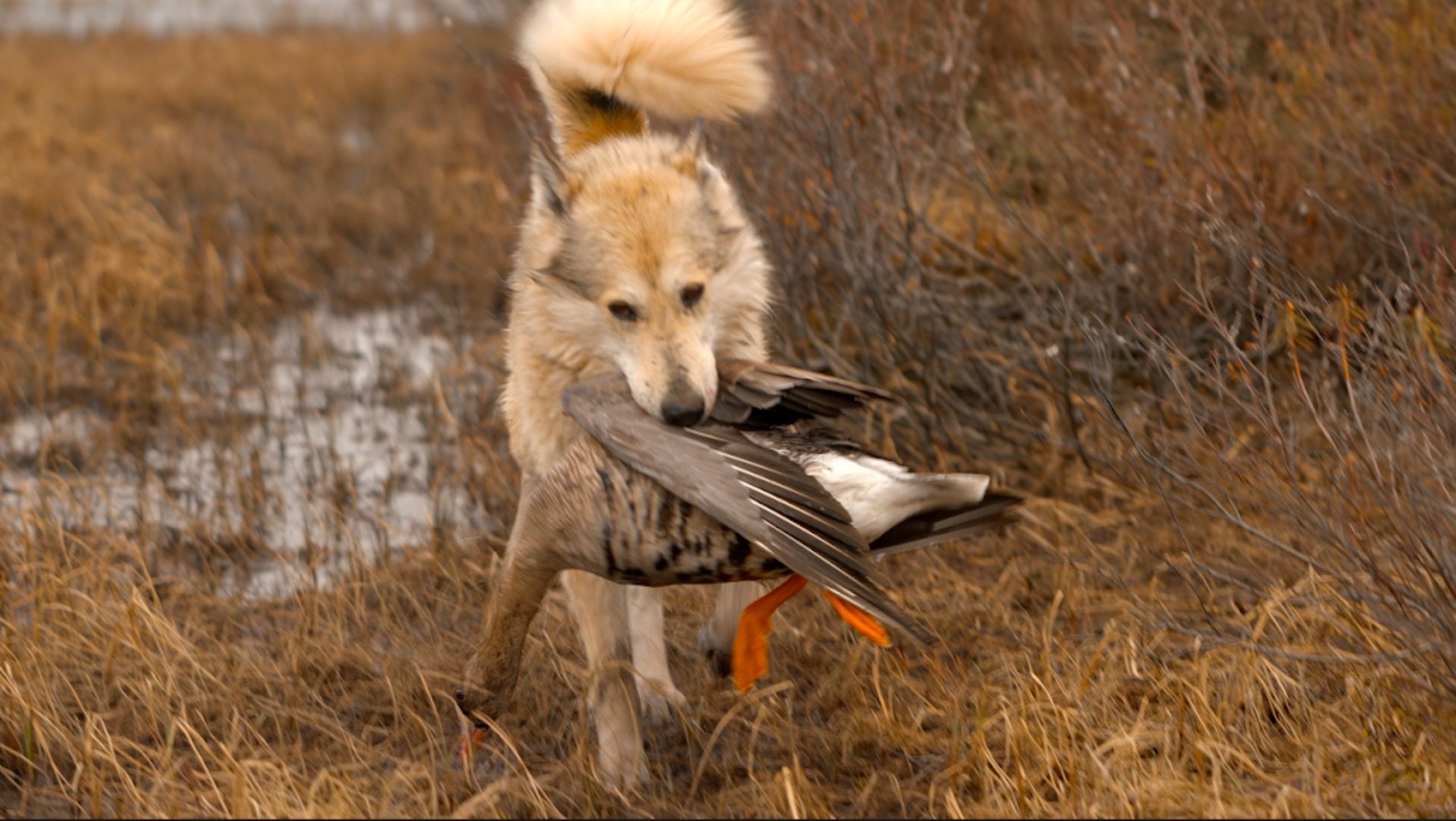 Гуси полетели !!!! 
3 часть